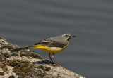 Grote gele kwikstaart.-Grey wagtail