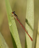 koraaljuffer-Small red damselfly