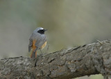 Gekraagde roodstaart -Common Redstart