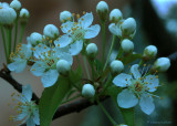Spring 2008