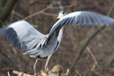 Graureiher / Grey Heron