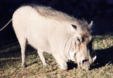 Warzenschwein / Warthog