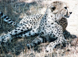 Gepard / Cheetah