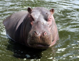 ... this creature fierce is styled the Hippopotamus...