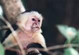 Kapuzineraffe / capuchin monkey