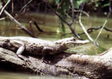 Brillenkaiman / Yacare caiman