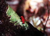 Erdbeerfrschchen / strawberry poison-dart frog