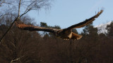 Europischer Uhu / eagle owl