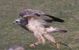 Bussard / buzzard