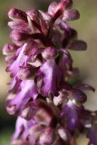 Knabenkraut / orchis