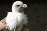 Gnsegeier / griffon vulture