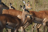 Impalas