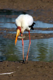 Nimmersatt / yellow-billed stork