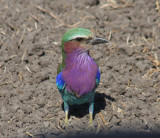 lilac-breasted roller / Gabelracke - with spider