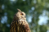 Europischer Uhu / European eagle owl