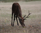 Rothirsch / red deer