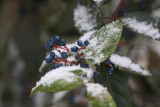 wilder Lorbeer / wild laurel