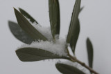 Olivenzweig / olive branch