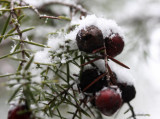 Wacholder / juniper