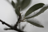 Olivenzweig / olive branch