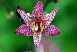 Krtenlilie / toad lily