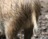 Wildschwein / wild boar