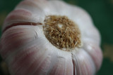 Knoblauch / garlic