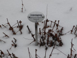 im Heilpflanzengarten / in the apothecary garden