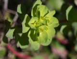 Euphorbia