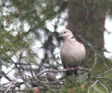Trkentaube / Eurasian collared dove