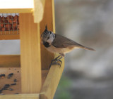 Haubenmeise / crested tit