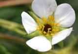 Erdbeere / strawberry