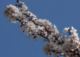 ... the cherry now is hung with bloom along the bough... 