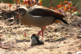 Nilgnse / Egyptian geese