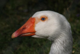 Hausgans / domestic goose