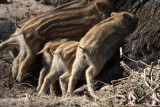 saugende Frischlinge / young boars suckling