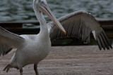 Pelikan / pelican