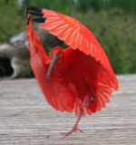 Scharlachsichler landet / scarlet ibis landing