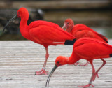 Scharlachsichler / scarlet ibisses