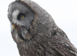 Bartkauz / great grey owl