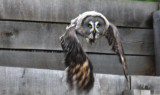 Bartkauz / great grey owl