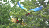 Soldatenaras / military macaws
