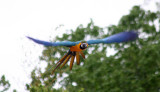 Gelbbrustara / blue-and-yellow macaw