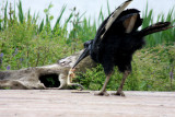 Nrdlicher Hornrabe / Abyssinian ground-hornbill