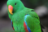 Edelpapageimännchen... / male eclectus parrot...