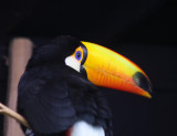Riesentukan / toco toucan