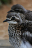 Triele / thick-knees (or stone-curlews)