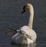 Hckerschwan / mute swan