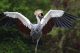 Kronenkranich / crowned crane