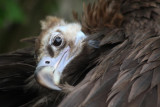 Mnchsgeier / black vulture